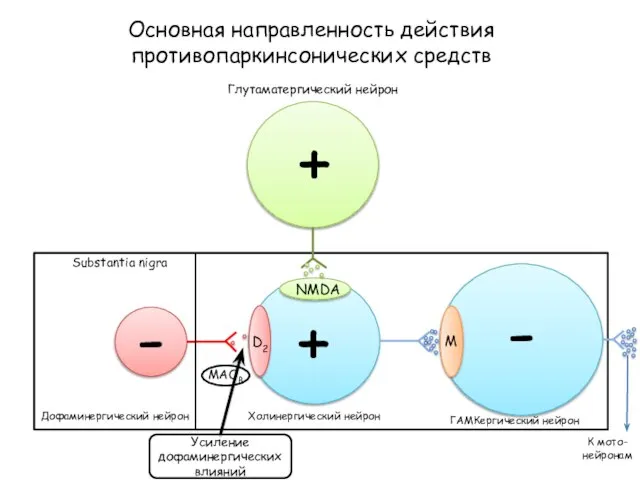 Основная направленность действия противопаркинсонических средств D2 NMDA M Глутаматергический нейрон Substantia nigra