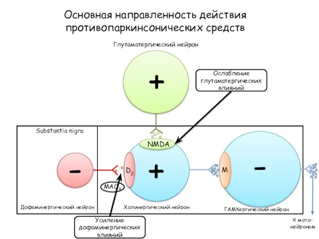 Основная направленность действия противопаркинсонических средств D2 NMDA M Глутаматергический нейрон Substantia nigra