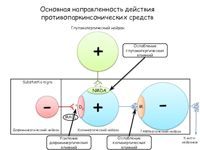 Основная направленность действия противопаркинсонических средств D2 NMDA M Глутаматергический нейрон Substantia nigra