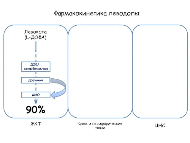 Фармакокинетика леводопы Леводопа (L-ДОФА) ЖКТ Кровь и периферические ткани ЦНС ДОФА- декарбоксилаза МАО 90% Дофамин