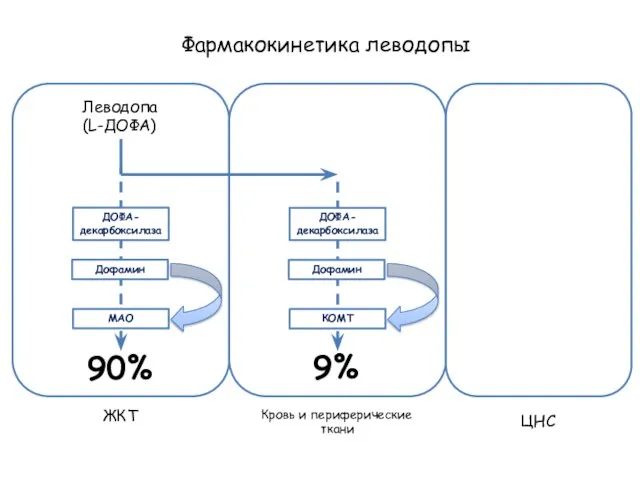 Фармакокинетика леводопы Леводопа (L-ДОФА) ЖКТ Кровь и периферические ткани ЦНС ДОФА- декарбоксилаза