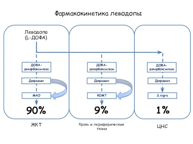 Фармакокинетика леводопы Леводопа (L-ДОФА) ЖКТ Кровь и периферические ткани ЦНС ДОФА- декарбоксилаза