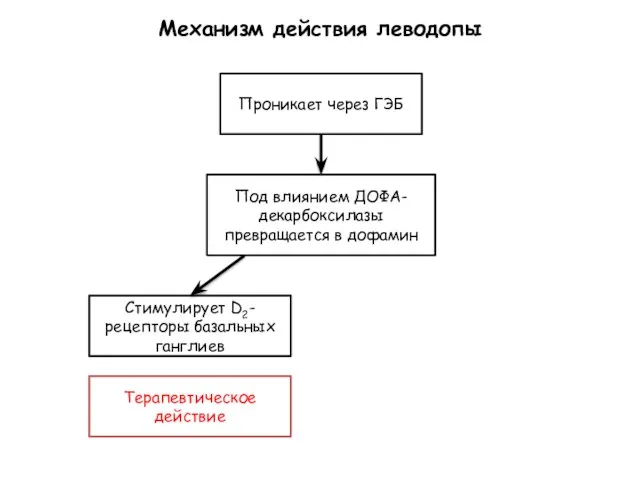 Механизм действия леводопы Проникает через ГЭБ Под влиянием ДОФА-декарбоксилазы превращается в дофамин