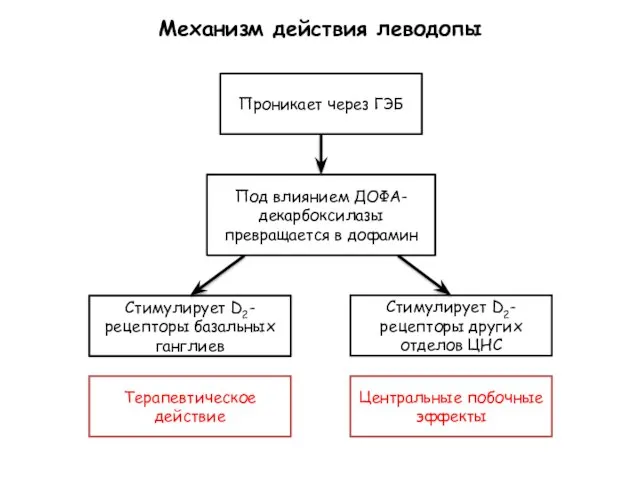 Механизм действия леводопы Проникает через ГЭБ Под влиянием ДОФА-декарбоксилазы превращается в дофамин