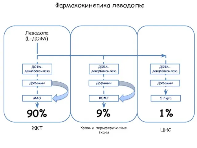 Леводопа (L-ДОФА) ЖКТ Кровь и периферические ткани ЦНС ДОФА- декарбоксилаза МАО 90%