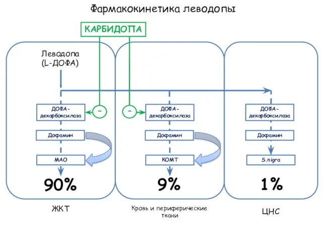 Фармакокинетика леводопы Леводопа (L-ДОФА) ЖКТ Кровь и периферические ткани ЦНС ДОФА- декарбоксилаза