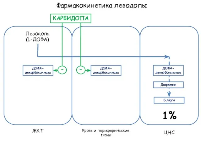 Фармакокинетика леводопы Леводопа (L-ДОФА) ЖКТ Кровь и периферические ткани ЦНС ДОФА- декарбоксилаза