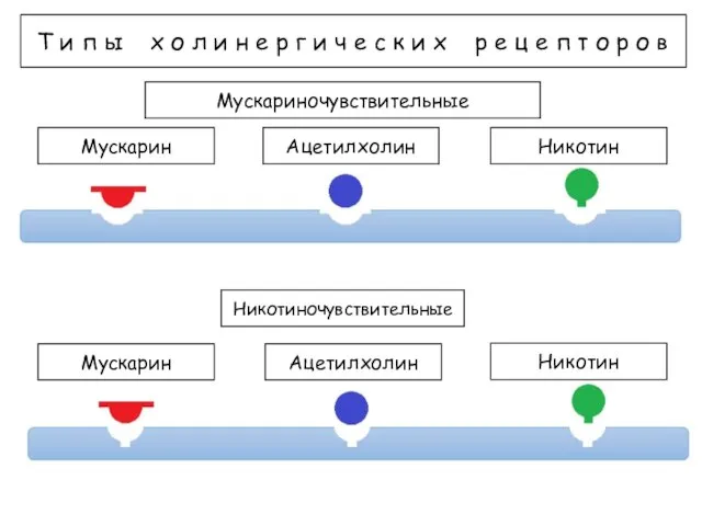 Т и п ы х о л и н е р г