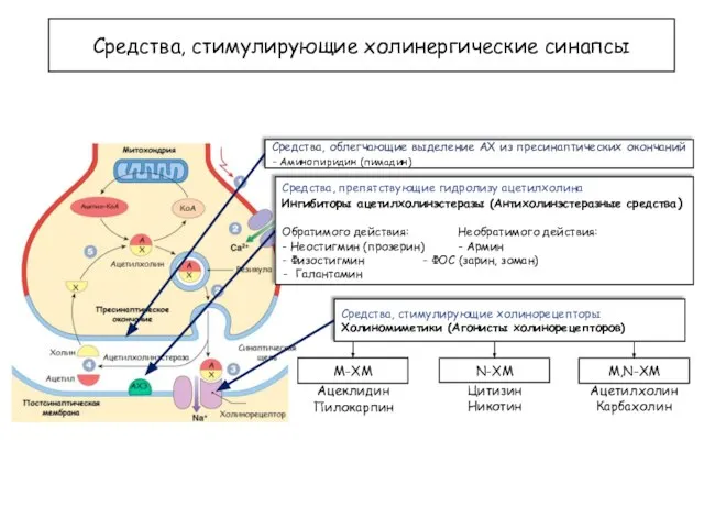 Средства, стимулирующие холинергические синапсы Средства, облегчающие выделение АХ из пресинаптических окончаний -