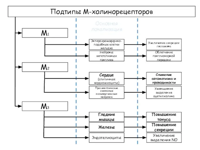 Подтипы М-холинорецепторов Основная локализация М1 М2 М3 Энтерохромаффино- подобные клетки желудка Нейроны