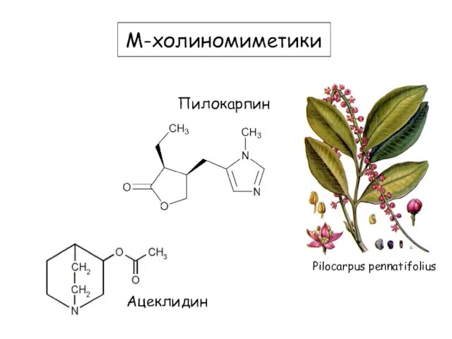 М-холиномиметики Пилокарпин Pilocarpus pinnatifolius Ацеклидин Pilocarpus pennatifolius