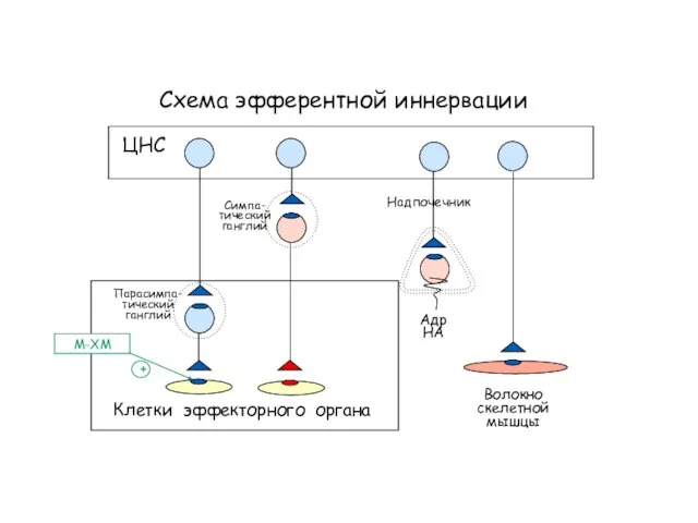 Схема эфферентной иннервации Клетки эффекторного органа ЦНС Симпа- тический ганглий Парасимпа- тический