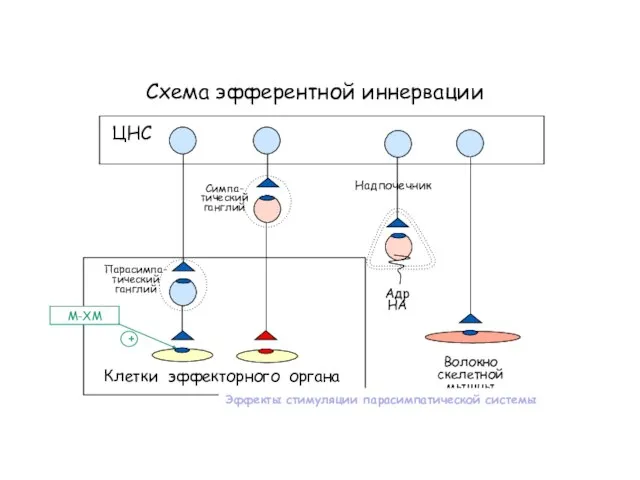 Схема эфферентной иннервации Клетки эффекторного органа ЦНС Симпа- тический ганглий Парасимпа- тический