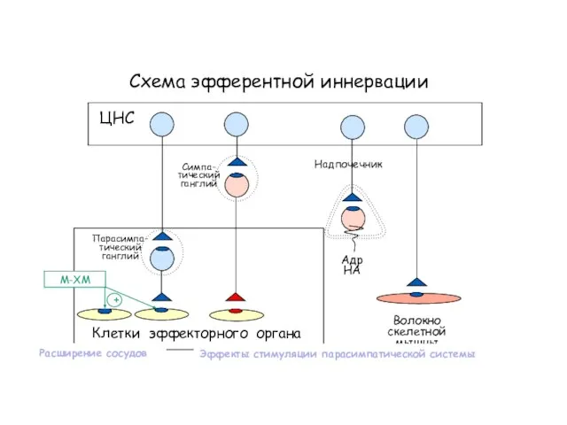 Схема эфферентной иннервации Клетки эффекторного органа ЦНС Симпа- тический ганглий Парасимпа- тический