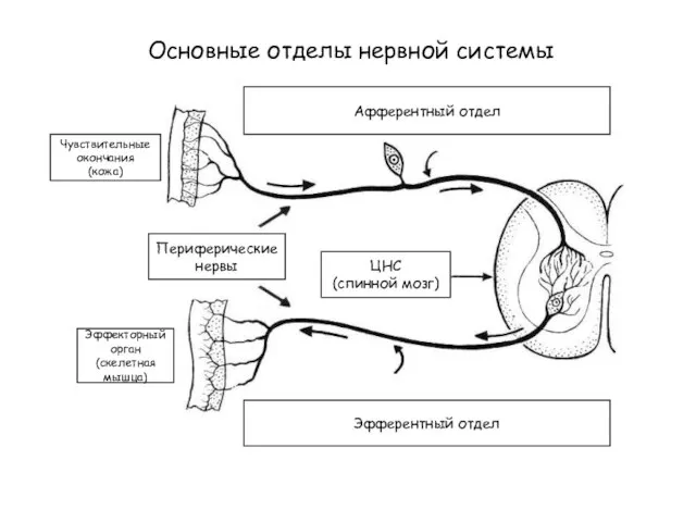 Афферентный отдел Эфферентный отдел ЦНС (спинной мозг) Эффекторный орган (скелетная мышца) Чувствительные