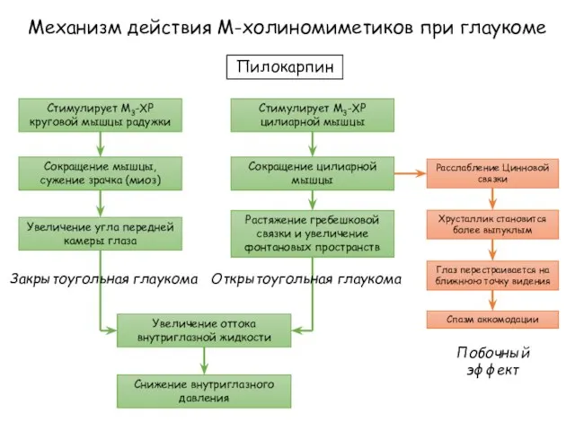 Механизм действия М-холиномиметиков при глаукоме Пилокарпин Стимулирует М3-ХР круговой мышцы радужки Стимулирует