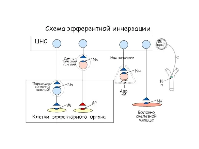 Схема эфферентной иннервации Клетки эффекторного органа NN NN АР ЦНС Симпа- тический