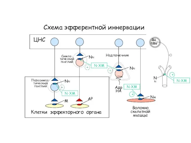 Схема эфферентной иннервации Клетки эффекторного органа NN NN АР ЦНС Симпа- тический