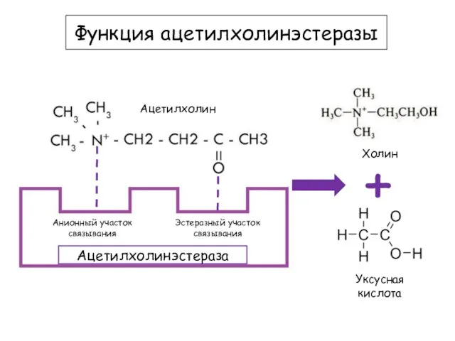 Ацетилхолин Функция ацетилхолинэстеразы Анионный участок связывания Ацетилхолинэстераза Эстеразный участок связывания Холин + Уксусная кислота