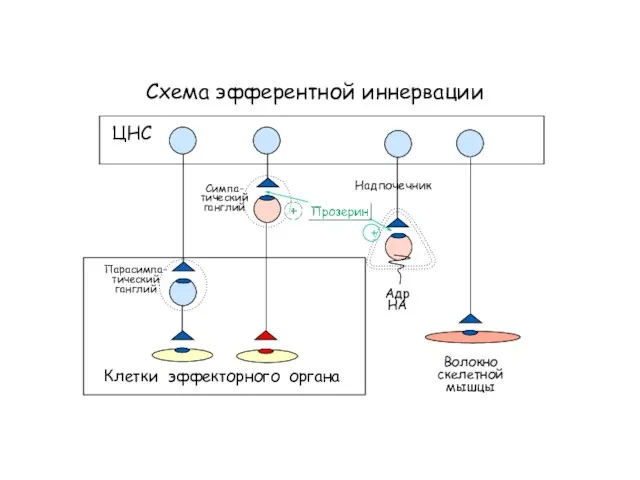 Схема эфферентной иннервации Клетки эффекторного органа ЦНС Симпа- тический ганглий Парасимпа- тический