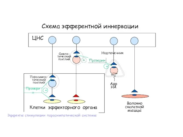 Схема эфферентной иннервации Клетки эффекторного органа ЦНС Симпа- тический ганглий Парасимпа- тический