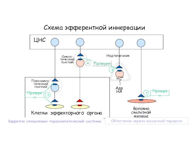 Схема эфферентной иннервации Клетки эффекторного органа ЦНС Симпа- тический ганглий Парасимпа- тический