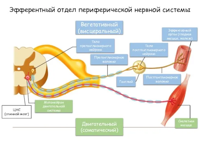 Двигательный (соматический) Вегетативный (висцеральный) Постганглионарное волокно Ганглий Тело преганглионарного нейрона Преганглионарное волокно