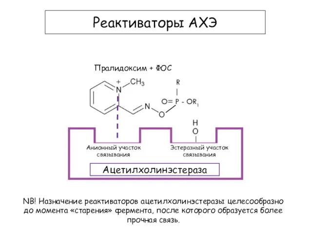 Пралидоксим + ФОС Реактиваторы АХЭ Анионный участок связывания Ацетилхолинэстераза Эстеразный участок связывания