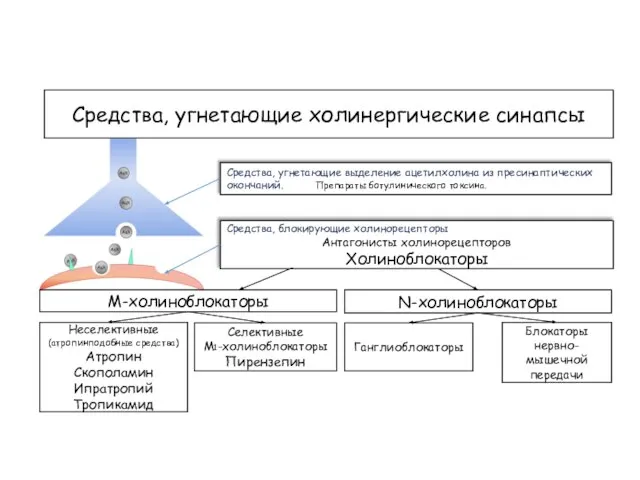 Средства, угнетающие холинергические синапсы Средства, угнетающие выделение ацетилхолина из пресинаптических окончаний. Препараты