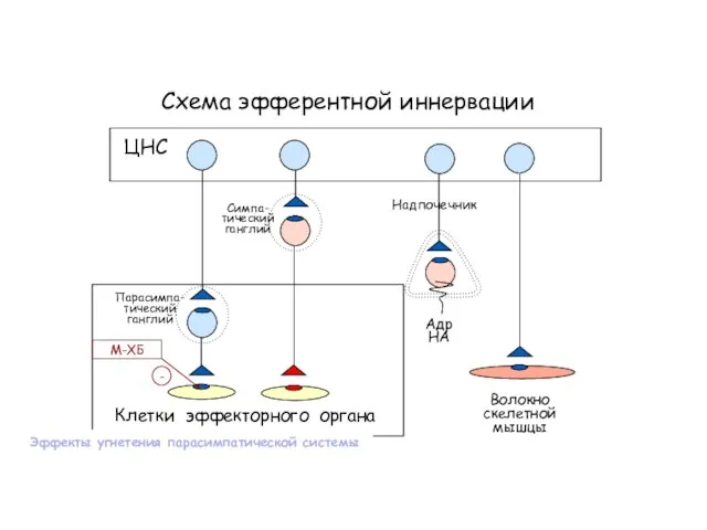 Схема эфферентной иннервации Клетки эффекторного органа ЦНС Симпа- тический ганглий Парасимпа- тический