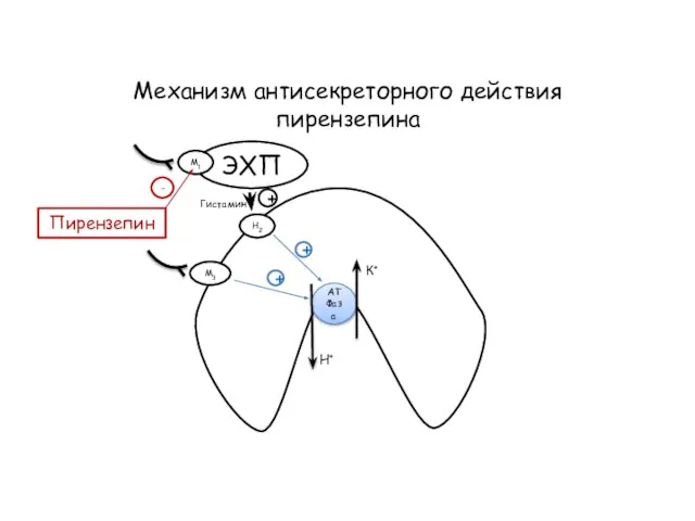 Механизм антисекреторного действия пирензепина АТФаза К+ Н+ ЭХП М1 М3 Н2 Гистамин