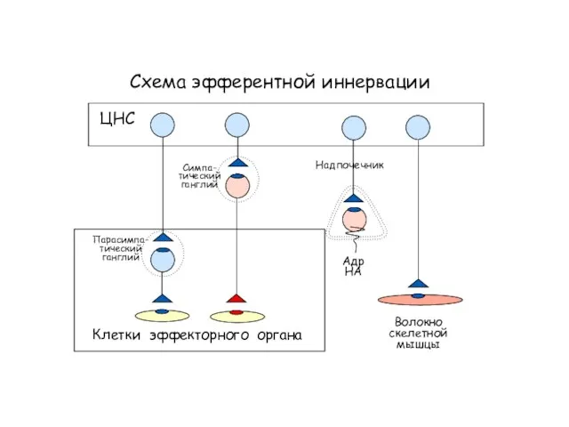 Схема эфферентной иннервации Клетки эффекторного органа ЦНС Симпа- тический ганглий Парасимпа- тический ганглий Волокно скелетной мышцы