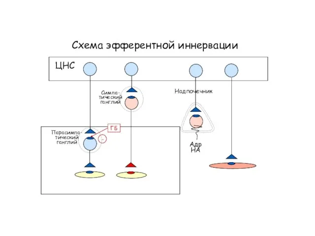 Схема эфферентной иннервации ЦНС Симпа- тический ганглий Парасимпа- тический ганглий ГБ -