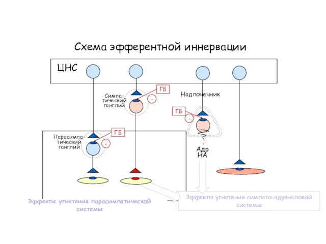 Эффекты угнетения симпато-адреналовой системы Схема эфферентной иннервации ЦНС Симпа- тический ганглий Парасимпа-