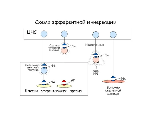 Схема эфферентной иннервации Клетки эффекторного органа NN NN АР ЦНС Симпа- тический