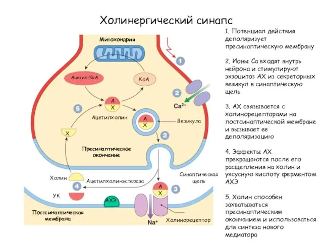 Холинергический синапс Митохондрия Ацетил-КоА КоА А Х А Х Везикула Пресинаптическое окончание