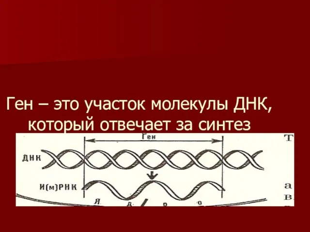 Ген – это участок молекулы ДНК, который отвечает за синтез определённого белка