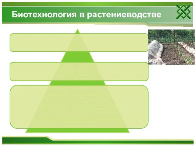 Биотехнология в растениеводстве