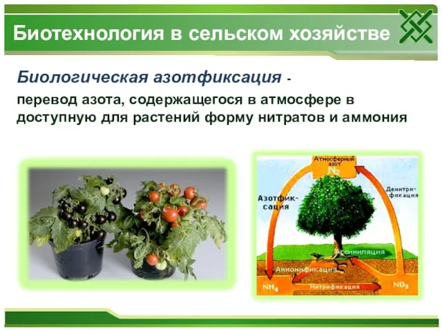 Биологическая азотфиксация - перевод азота, содержащегося в атмосфере в доступную для растений