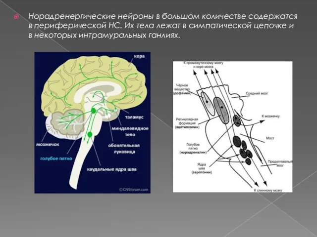 Норадренергические нейроны в большом количестве содержатся в периферической НС. Их тела лежат