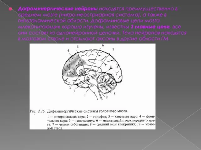 Дофаминергические нейроны находятся преимущественно в среднем мозге (нигро-неостриарная система), а также в