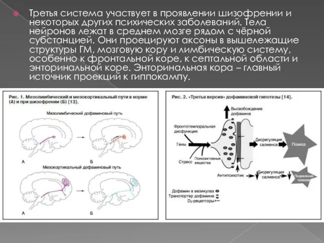 Третья система участвует в проявлении шизофрении и некоторых других психических заболеваний. Тела