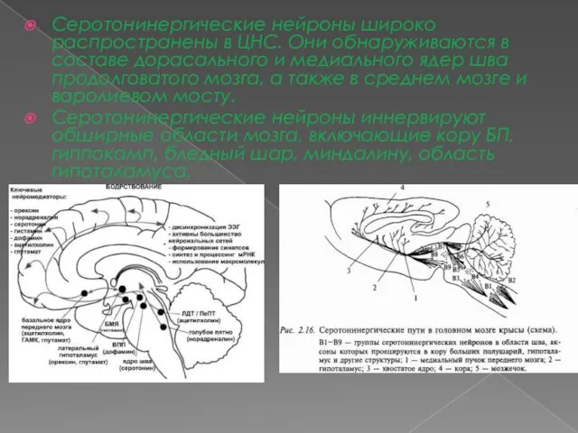 Серотонинергические нейроны широко распространены в ЦНС. Они обнаруживаются в составе дорасального и