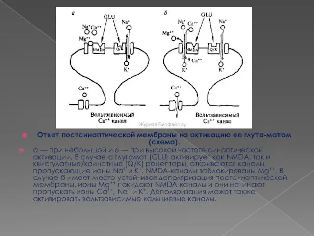 Ответ постсинаптической мембраны на активацию ее глута-матом (схема). а — при небольшой