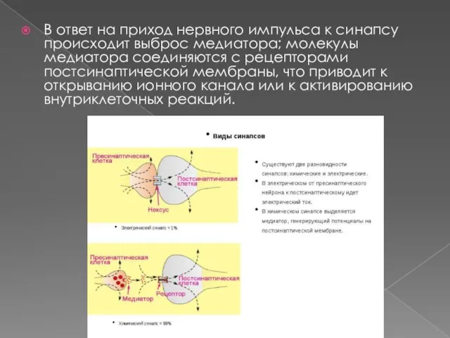 В ответ на приход нервного импульса к синапсу происходит выброс медиатора; молекулы