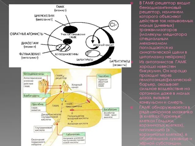 В ГАМК-рецептор входит бензодиазипиновый рецептор, наличием которого объясняют действие так называемых малых