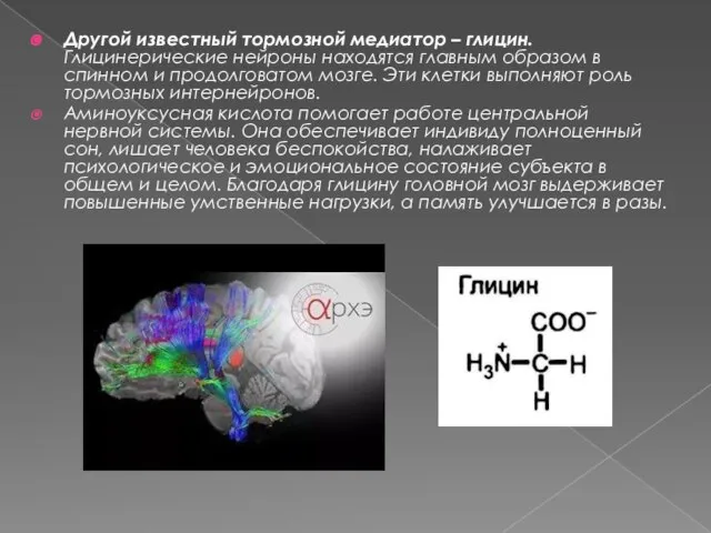 Другой известный тормозной медиатор – глицин. Глицинерические нейроны находятся главным образом в