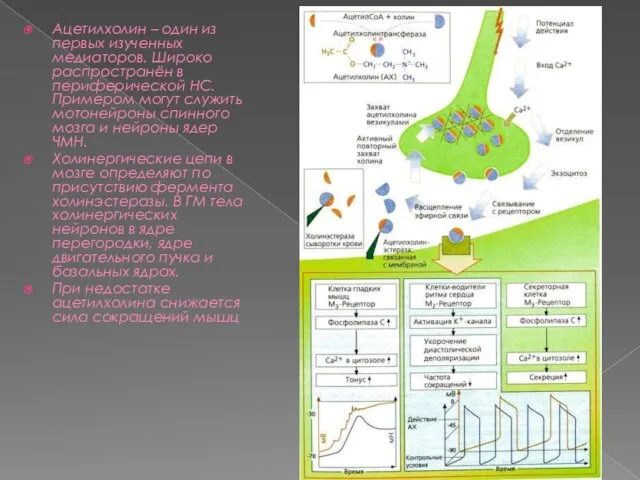 Ацетилхолин – один из первых изученных медиаторов. Широко распространён в периферической НС.