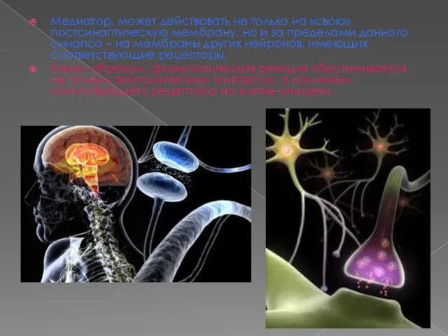 Медиатор, может действовать не только на «свою» постсинаптическую мембрану, но и за