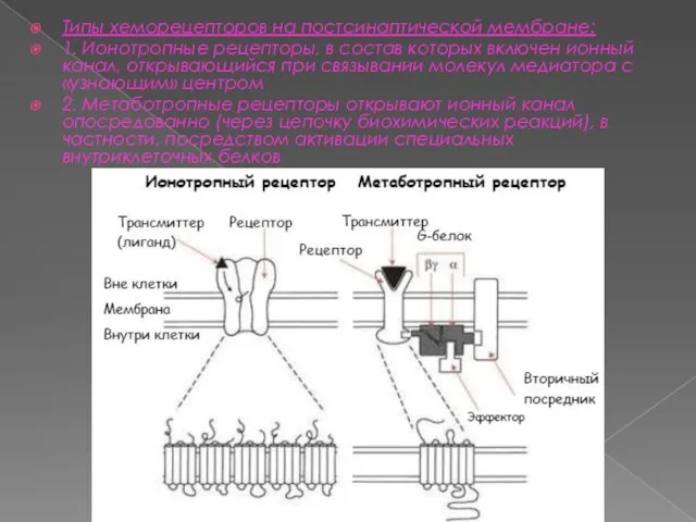 Типы хеморецепторов на постсинаптической мембране: 1. Ионотропные рецепторы, в состав которых включен
